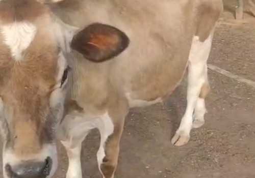 Polícia procura criminosos que invadiram chácara e furtaram seis animais da raça Jersey, em Patos de Minas