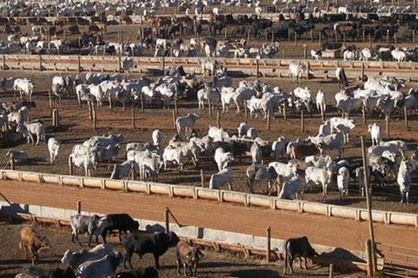 Como se não bastassem os suínos, vem agora o mau cheiro de fezes e urina de boi