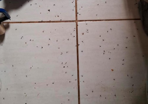 Moradores do bairro Ipanema sofrem com infestação de pernilongos e cobram ação da prefeitura