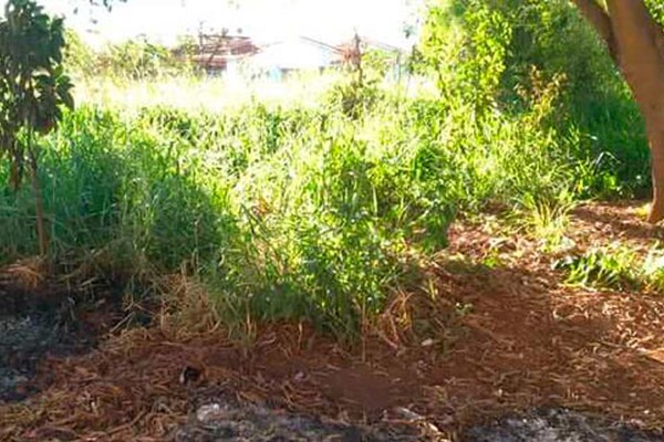 Moradores cobram providência para praça tomada pelo mato e que já seria edificada 