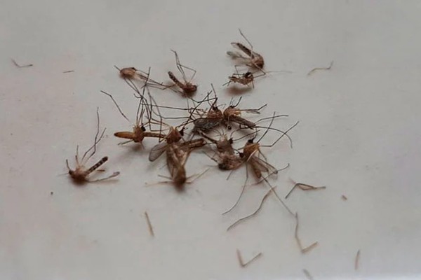 Prefeitura fará fiscalização em indústria apontada como foco de infestação de pernilongos