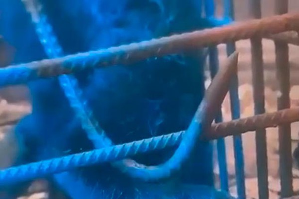 Homem pinta macaco todo de azul e debocha, mas é identificado e vai responder criminalmente