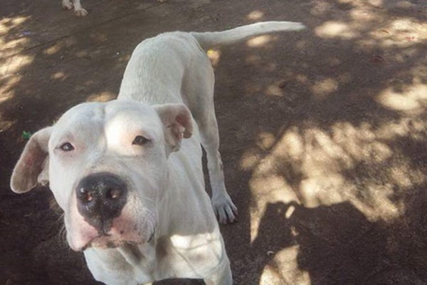 Casal de pit bull na avenida JK chama a atenção e morador pede ajuda para conseguir adoção