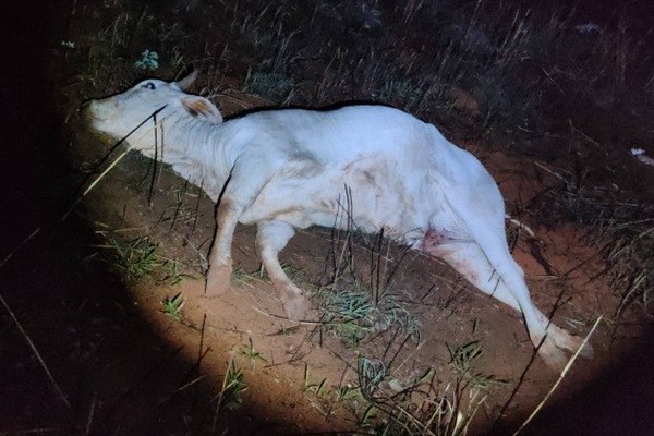 Animal solto na rodovia MG 354 provoca acidente com veículo da Prefeitura de Lagoa Grande