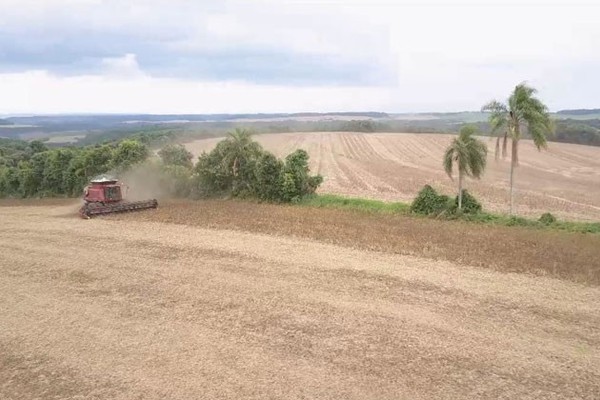 Começa o vazio sanitário do algodão e do feijão e IMA vai fiscalizar propriedades da região