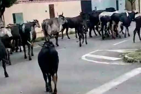 Moradores do bairro Santa Terezinha são surpreendidos por boiada caminhando pelas ruas