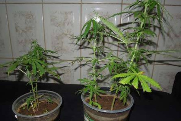 Polícia Militar encontra pés de maconha sendo cultivados no Jardim Recanto
