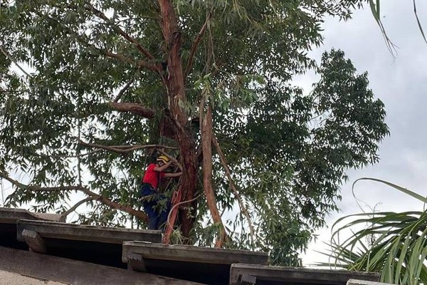 Bombeiros cortam galho que caiu sobre casa e alertam moradores para manutenção de árvores