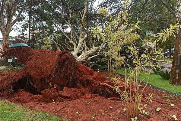 Chuva e ventania derrubam árvores e causam estragos em diferentes pontos da cidade; veja