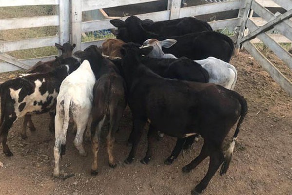 Polícia Militar recupera gado furtado e prende suspeitos de receptação em Santana de Patos