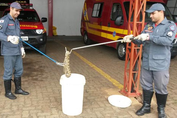 Corpo de Bombeiros captura cascavel de grande porte em Patos de Minas