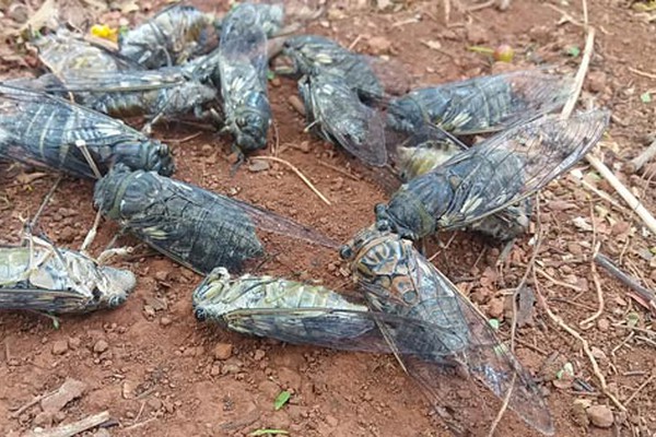 Grande quantidade de cigarras com seu canto estridente chama a atenção em Patos de Minas