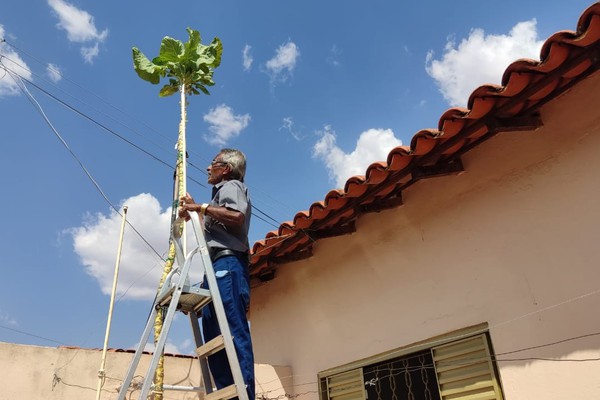 Pé de couve de mais de 4 metros vira atração em residência de aposentado em Patos de Minas