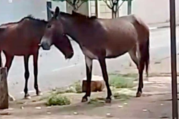 Animais de grande porte voltam a ser flagrados pastando pelas ruas de Patos de Minas