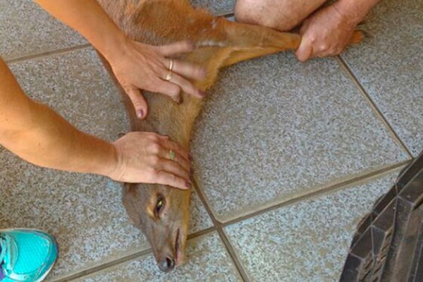 Veado catingueiro aparece correndo no Centro de Lagoa Formosa e surpreende moradores