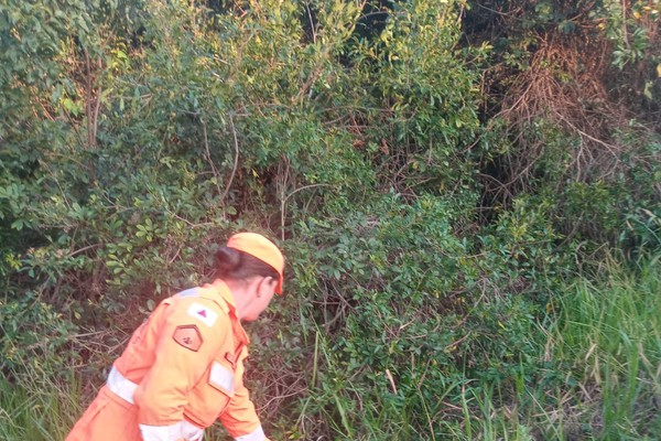 Corpo de Bombeiros captura tamanduá-mirim em Patos de Minas e o leva para seu hábitat natural