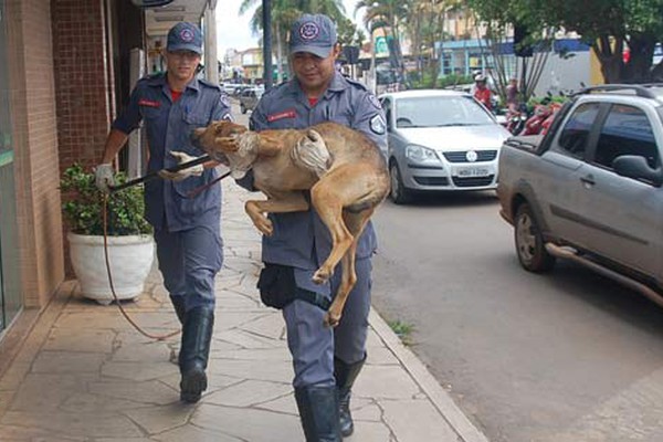 Bombeiros capturam cães abandonados que estavam no centro de Patos de Minas