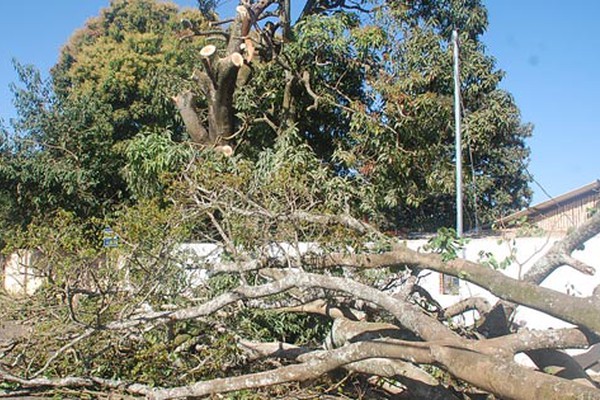 Operação para corte de Jatobá enorme na Rua São Geraldo continua nesta quinta