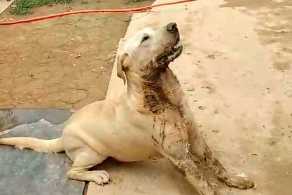 Moradores voltam a denunciar envenenamentos e agressões revoltantes contra cães, em Carmo do Paranaíba