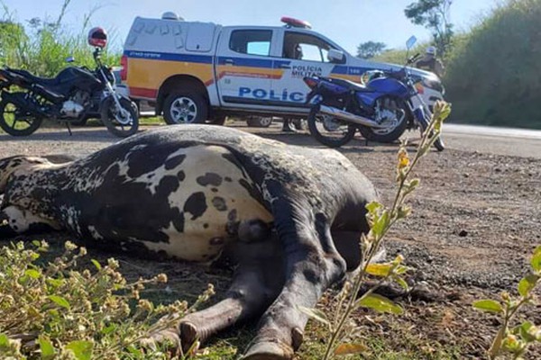 Motociclista de 45 anos morre ao bater em boi no meio da MGC 354 em Patos de Minas