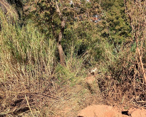 Caminhão desce ribanceira de cerca de 15 metros e motorista é resgatado pelos bombeiros