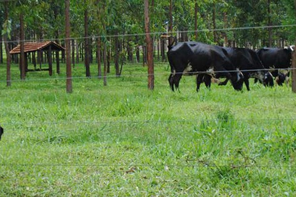 Fazenda Experimental da Epamig realiza pesquisa para integrar Lavoura, Pecuária e Floresta