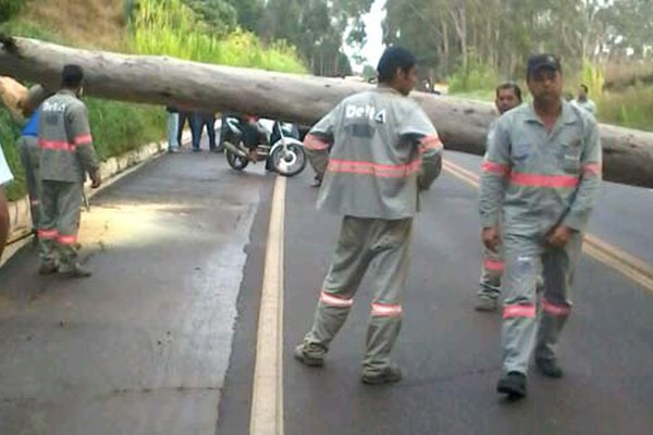 Enorme eucalipto tomba na MGC 354 e deixa a pista interdita por cerca de uma hora