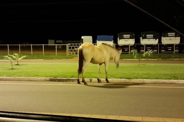 Motorista flagra equino pastando tranquilamente em canteiro da avenida J.K