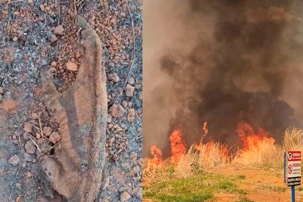 Tamanduá-bandeira resgatada agonizando em incêndio morre devido a queimaduras graves