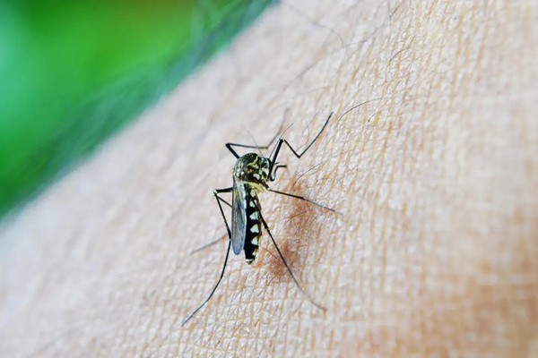 Prefeitura confirma 5ª morte por dengue em Patos de Minas; um homem de 37 anos