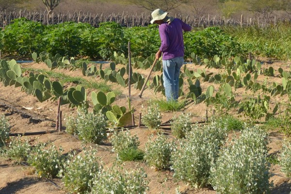 Inadimplência atinge 28% dos produtores rurais no país