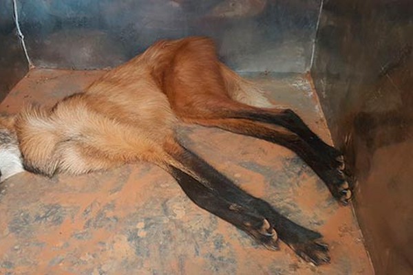 Corpo de Bombeiros é acionado mais uma vez para capturar Lobo Guará em Patos de Minas