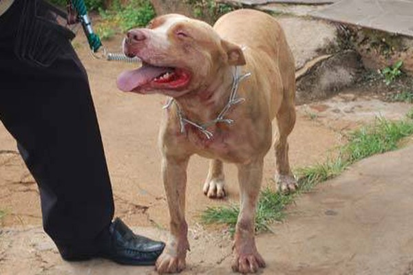 Pitt Bull descontrolado ataca mula, danifica 5 carros e leva pânico a moradores