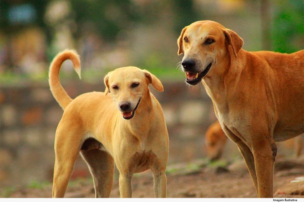 Juiz condena ex-marido a pagar gastos de alimentação de seis cães em Patos de Minas