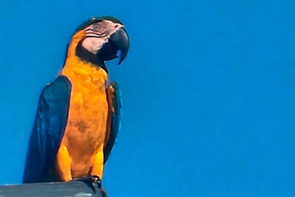 Semana de Proteção e Defesa Animal terá vasta programação em Patos de Minas; veja