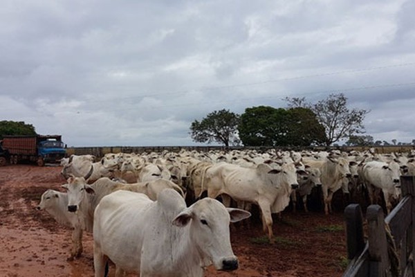 Grupo é preso suspeito de roubo de gado em João Pinheiro