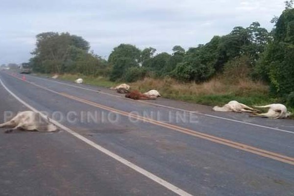 Ônibus de dupla sertaneja que saía de Patos de Minas bate e mata várias cabeças de gado