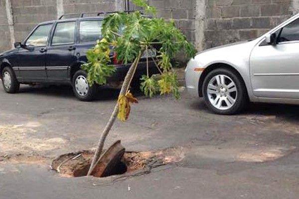 Moradores têm que plantar pé de mamão em bueiro para cobrar providências da Copasa