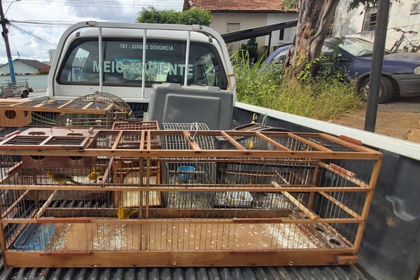 Mais um criador é preso por manter pássaros da fauna silvestre em cativeiro em Patos de Minas