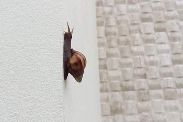 Caramujo africano se prolifera em Patos de Minas e causa riscos para a população