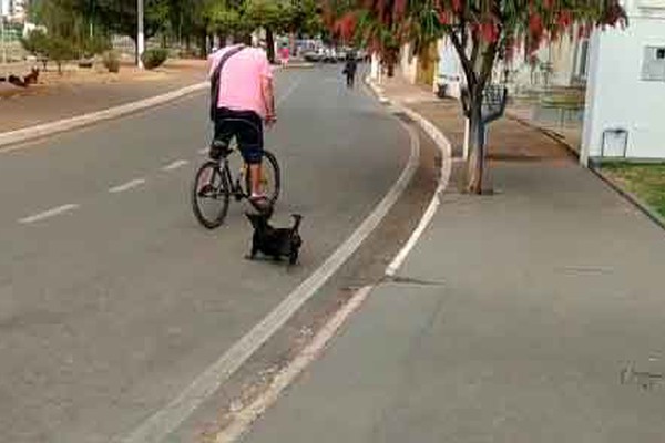 Moradores denunciam ataques, sujeira e até carrapatos de cães abandonados em Patos de Minas