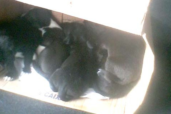 Ninhada de filhotes de cães é abandonada na Casinha do Papai Noel em Patos de Minas