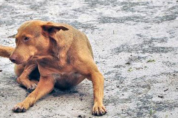 Após verificar sacrifícios de animais, MP cobra na justiça regularização do Zoonoses 