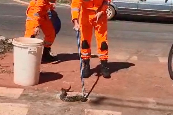 Pai encontra cascavel em faixa de pedestre de avenida quando caminhava com os filhos em Patos de Minas