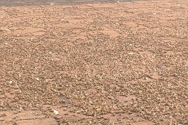 Milhares de abelhas de colmeia no Centro aparecem mortas e há suspeita de envenenamento