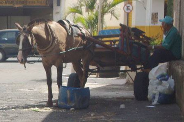 Novo Código de Posturas pretende limitar o trânsito de carroças em Patos de Minas