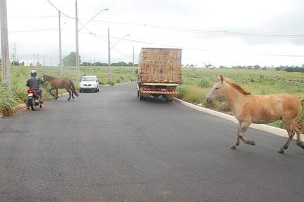 PM flagra animais em plena Avenida Marabá e aciona Prefeitura para fazer o recolhimento