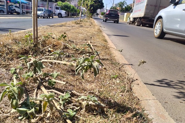 Vândalos danificam mudas de árvores na Avenida Paranaíba e comerciantes pedem providências