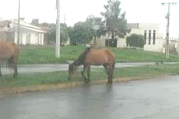 Motoristas flagram animais pastando na Tomaz de Aquino causando riscos de acidentes