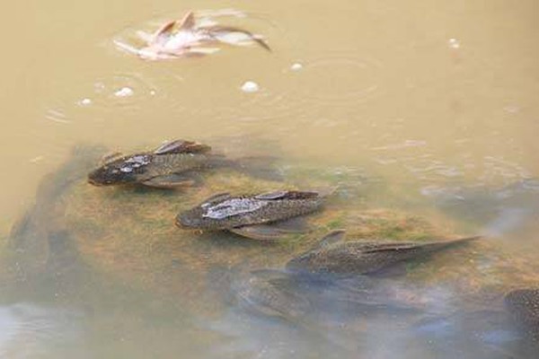 Vídeo mostra peixes agonizando em busca de oxigênio no Rio Paranaíba